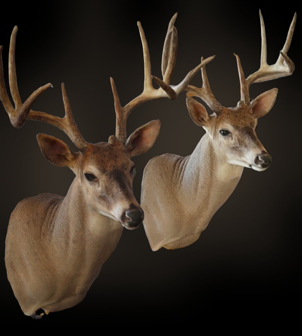 Two whitetail shoulder mounts side by side. The one on the left is an AR mount shown on a phone. The one on the right is the real mount.