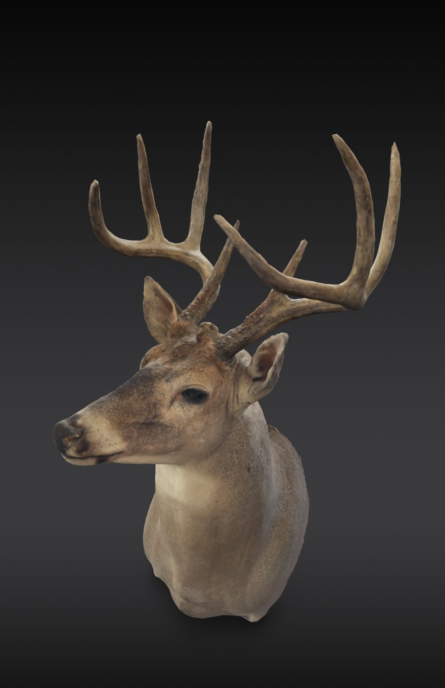 Sample whitetail on a shoulder mount, in 3D